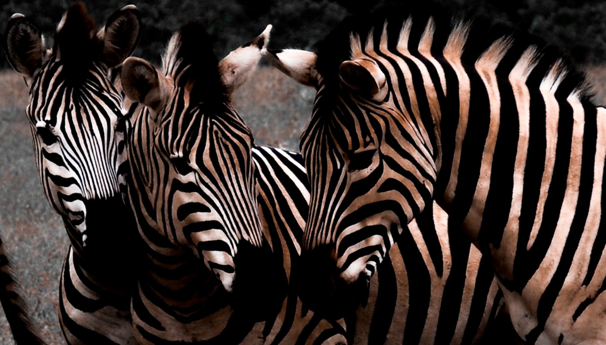 Zebra Migration Safari - Travel Experience